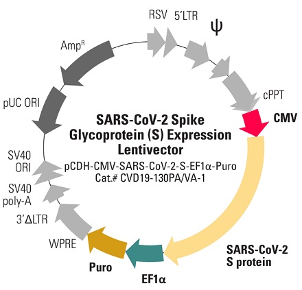 pCDH-CMV-SARS-CoV-2-S-EF1α-Puro